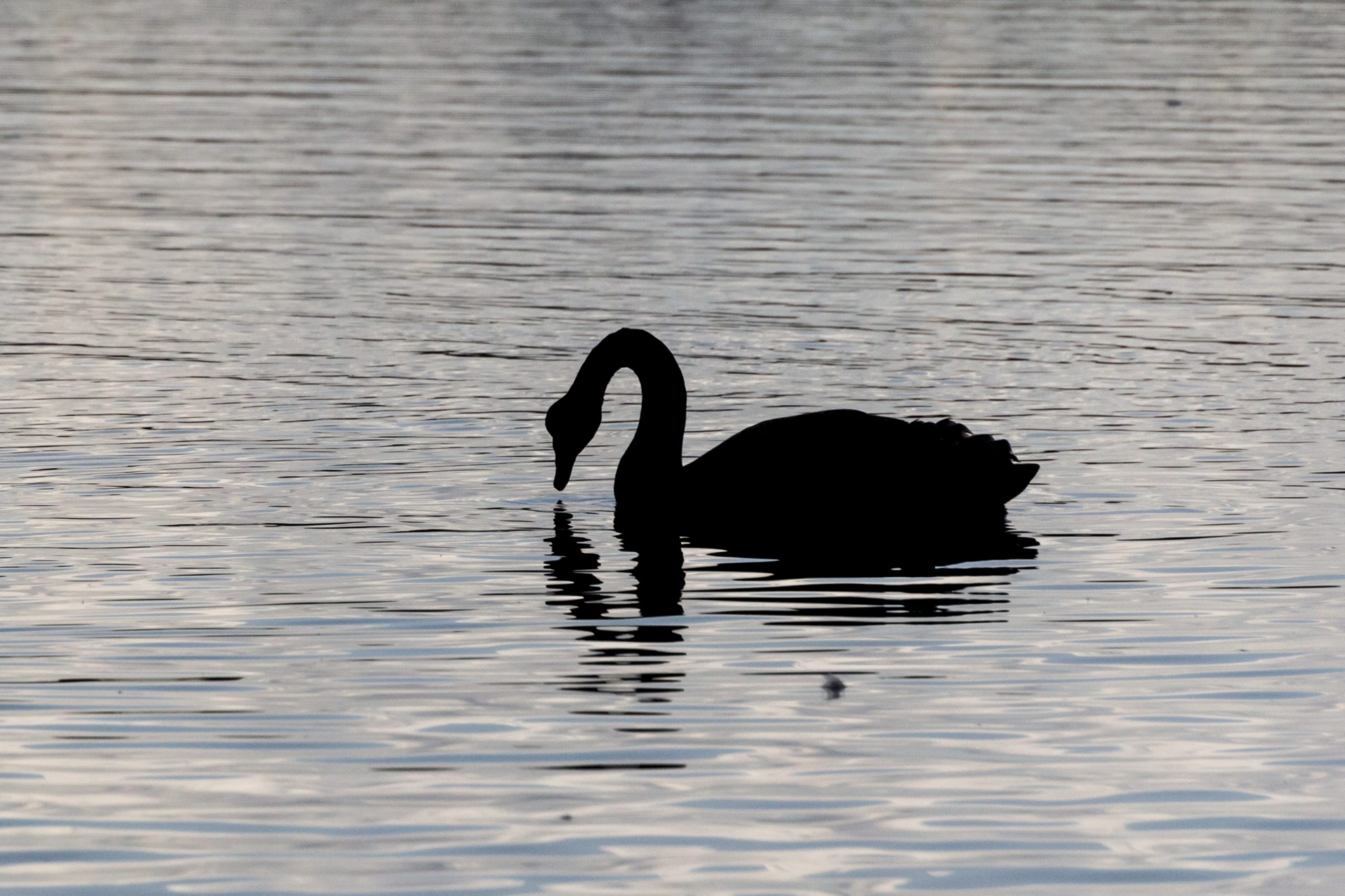 Le Cygne Noir Trading