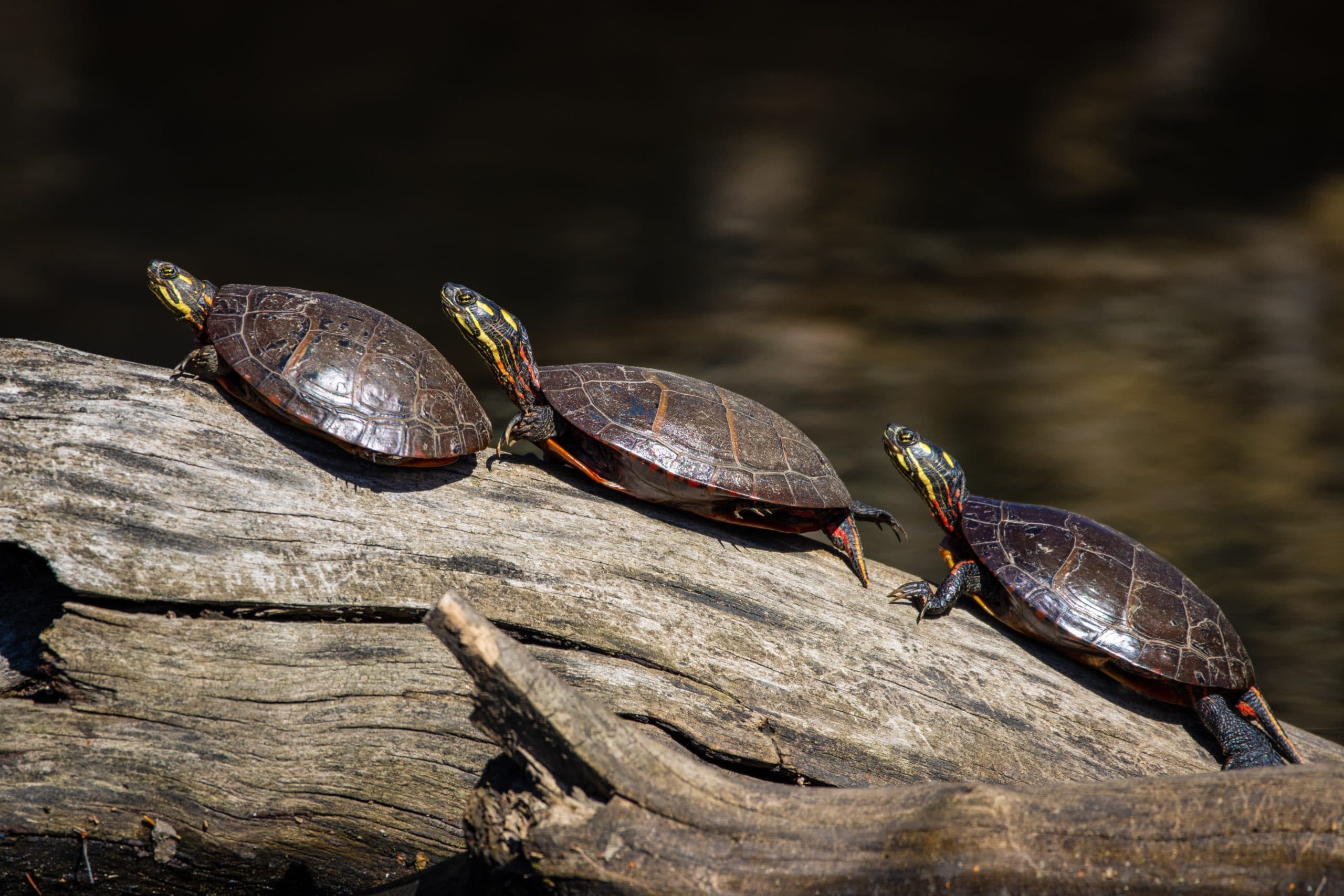 Méthode des tortues